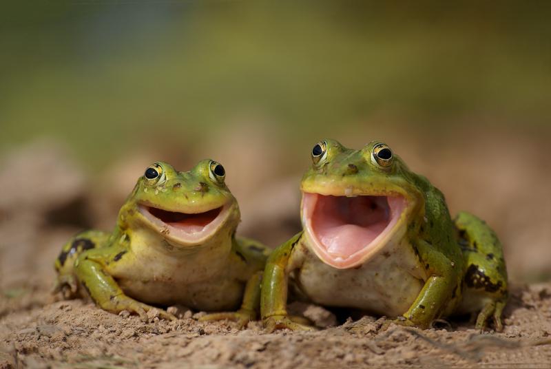 frogs.jpg